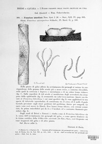 Gibberella baccata image